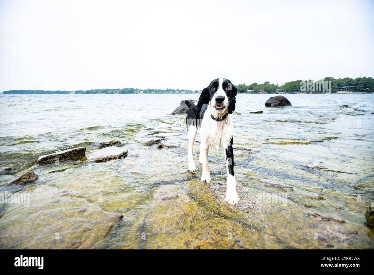 Wet dog coming out of a lake in summer Stock Photo