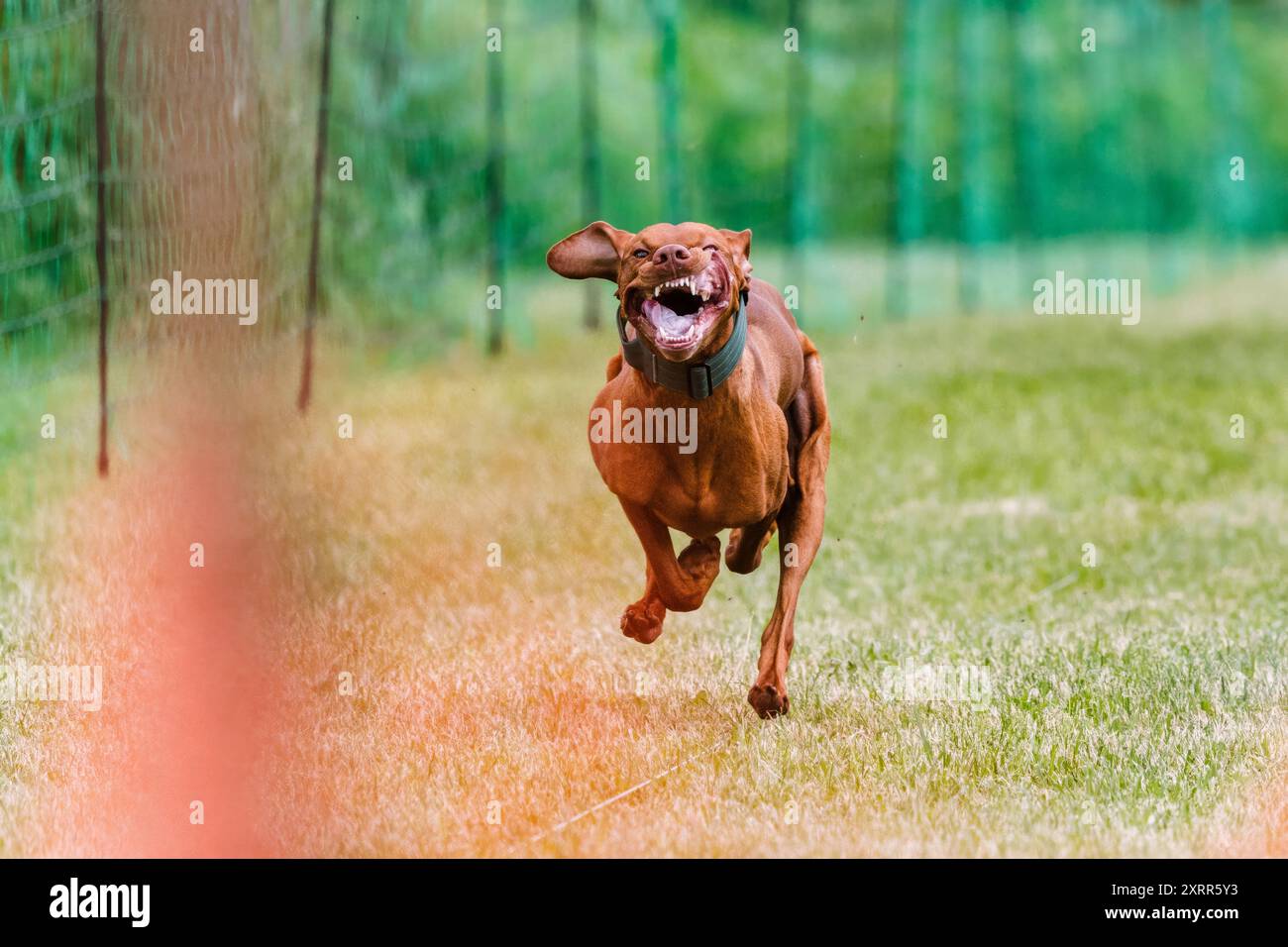 Vizsla dog running lure course dog sport Stock Photo