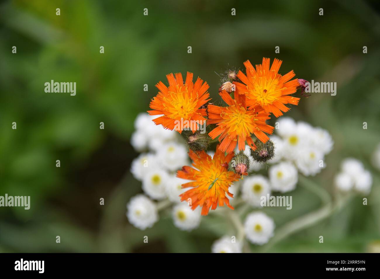 Vibrant cluster of orange hi-res stock photography and images - Alamy