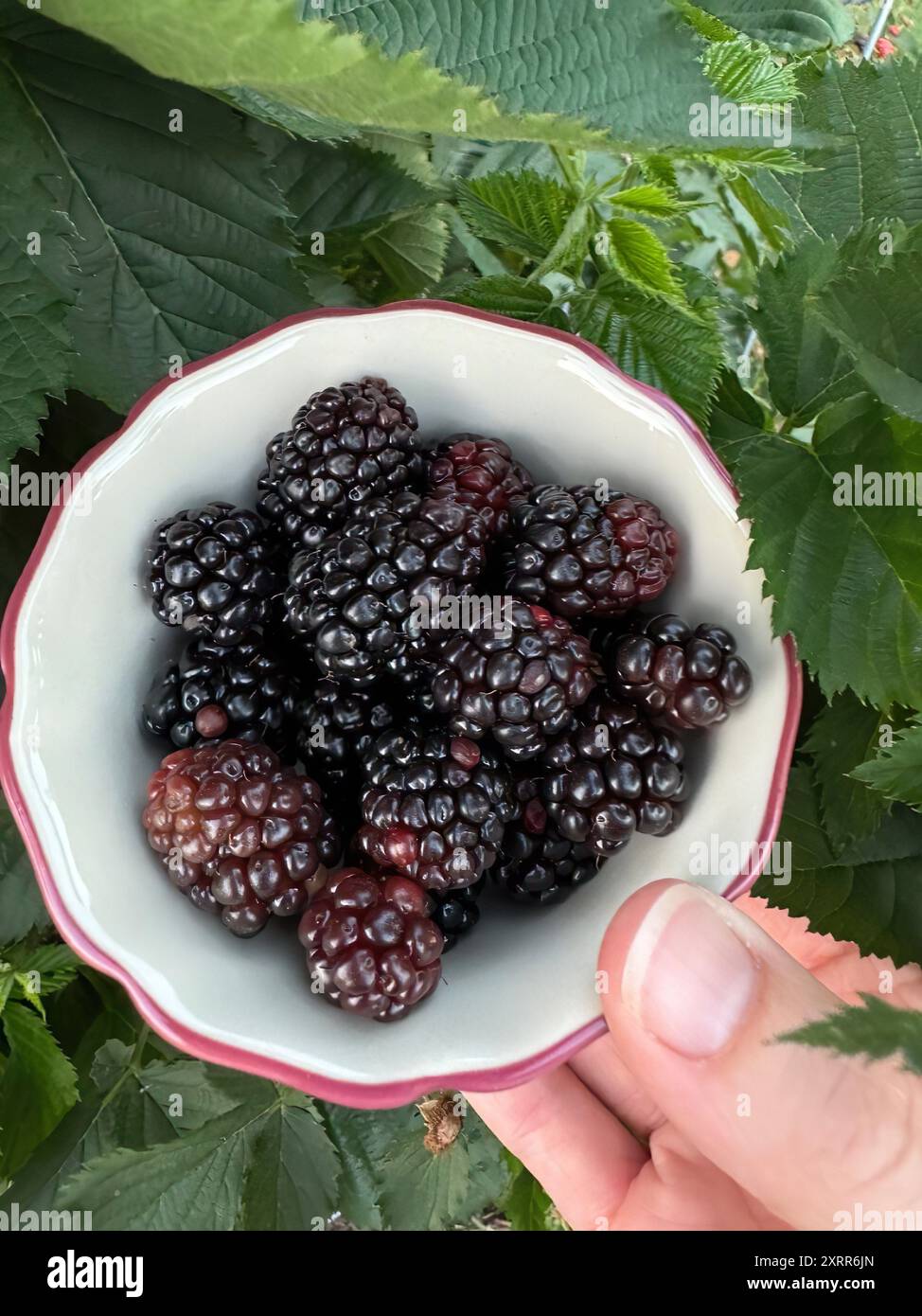 Freshly picked juicy summer blackberries Stock Photo