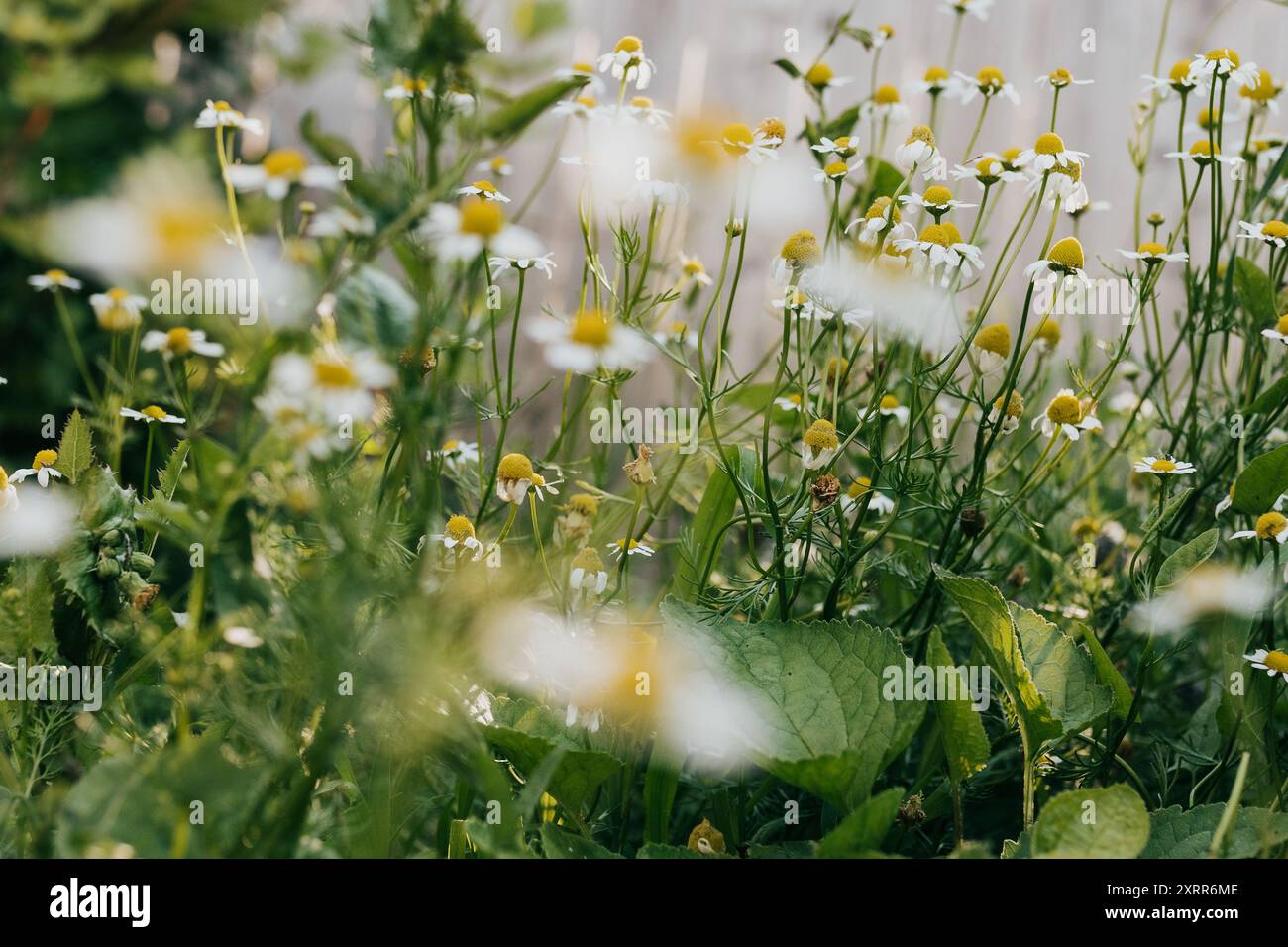 Roman chamomile harvest hi-res stock photography and images - Alamy