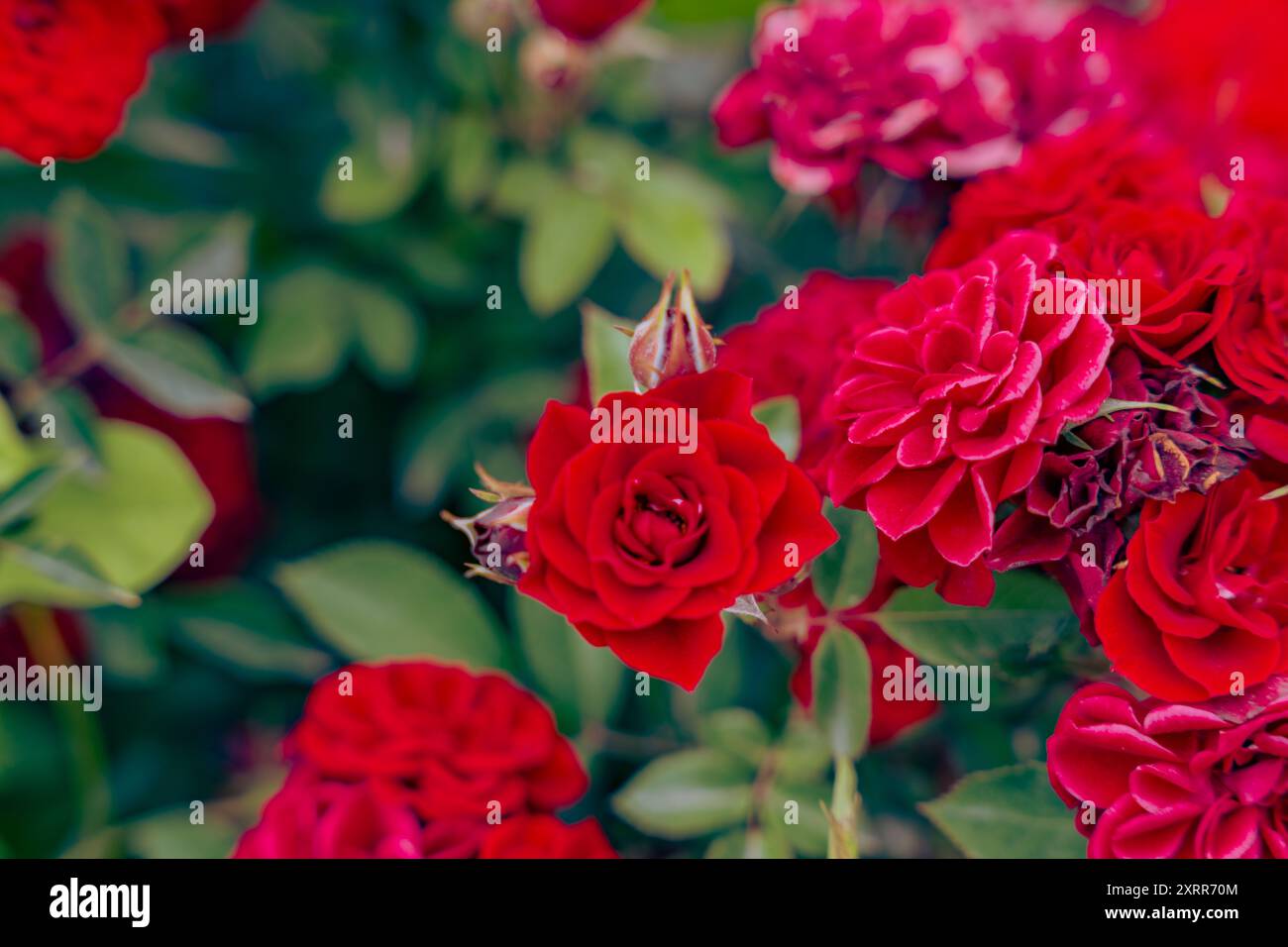 A bunch of red roses are in full bloom Stock Photo - Alamy