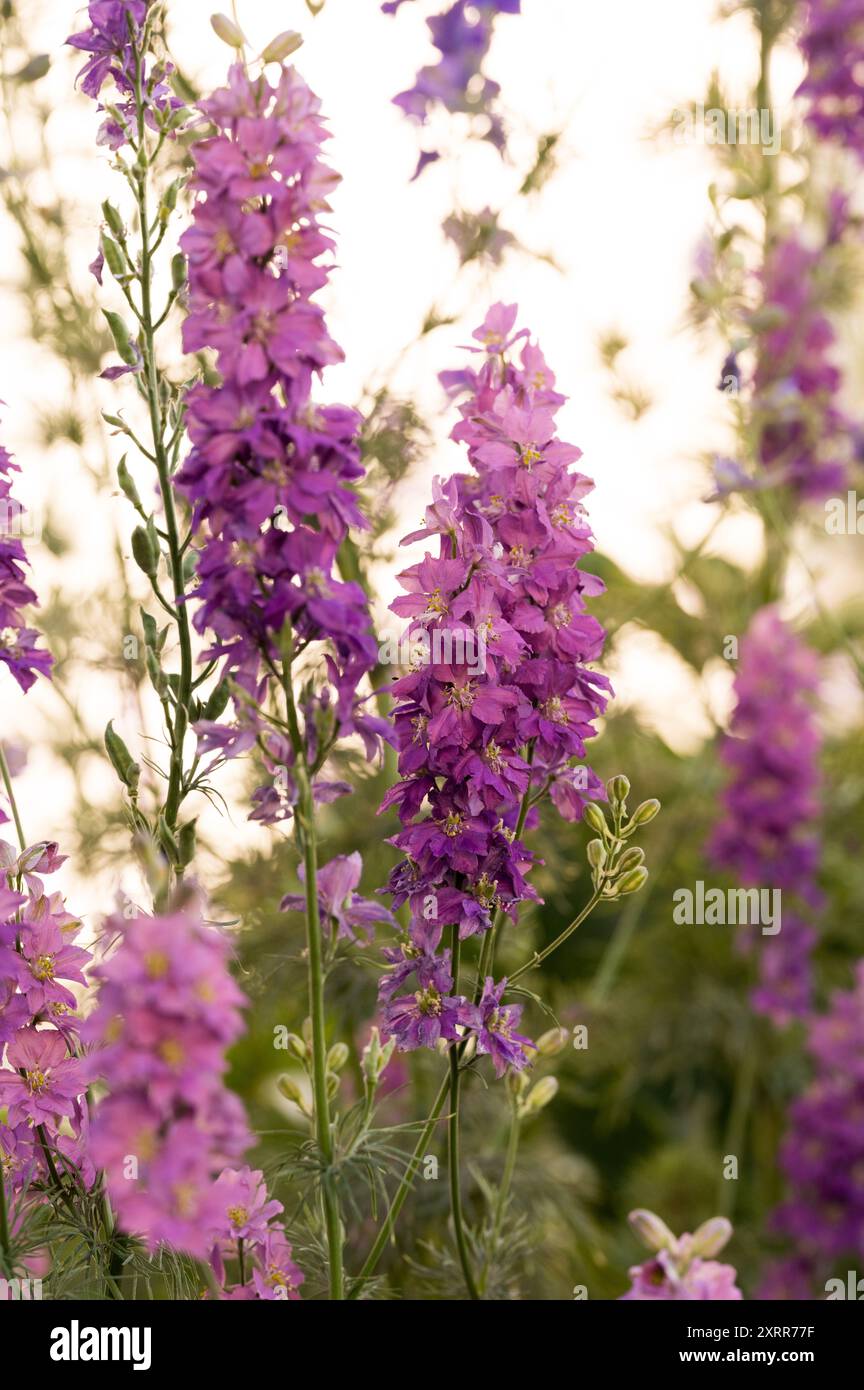 Purple petals of larkspur hi-res stock photography and images - Alamy