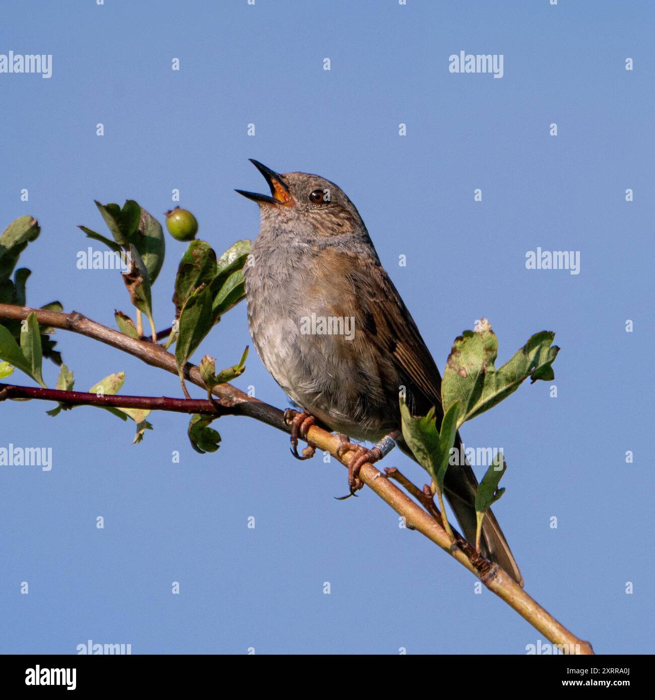 Dunnock - Prunella modularis - Singing from a Branch Stock Photo
