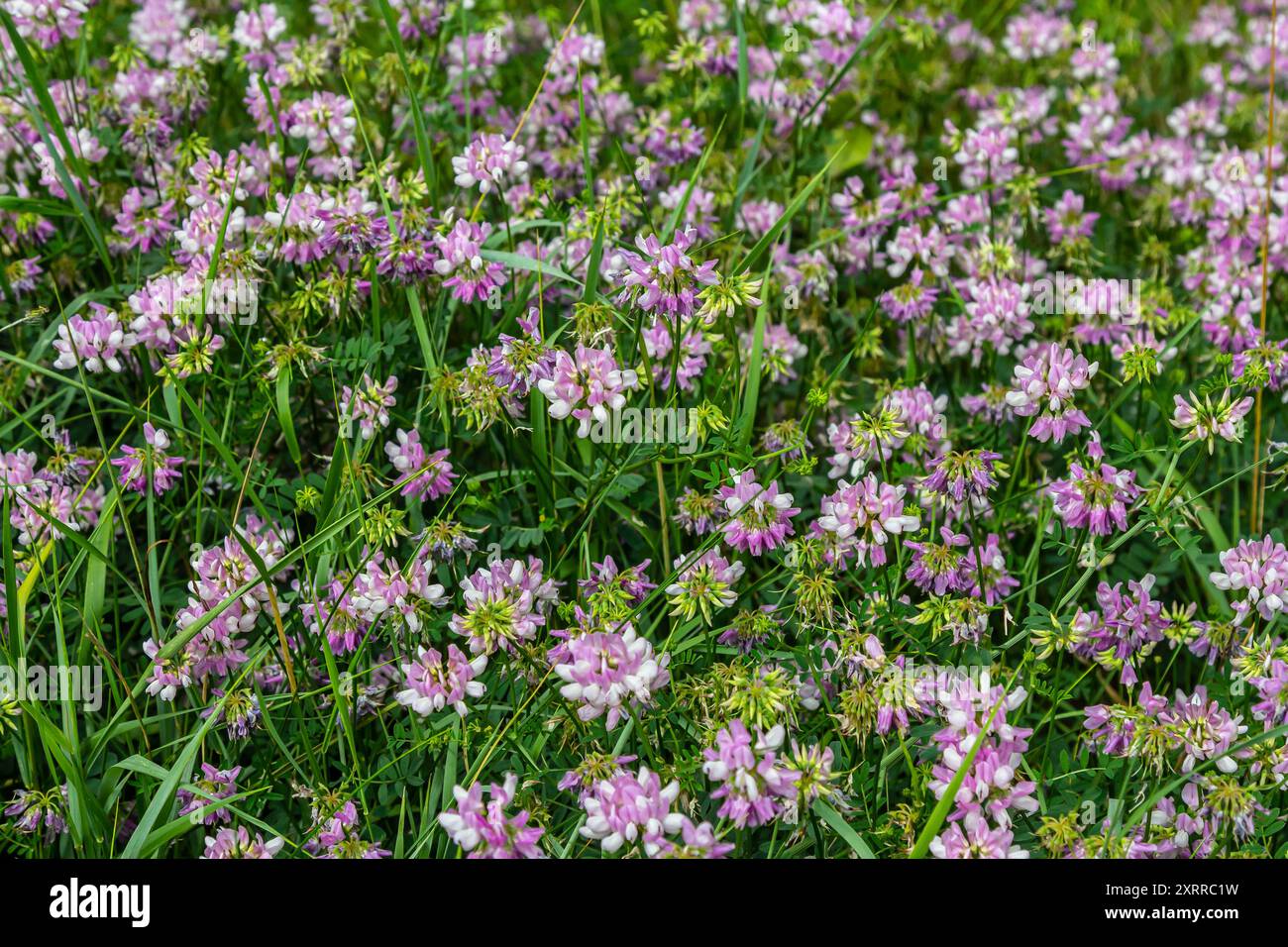 Securigera varia flower growing hi-res stock photography and images - Alamy