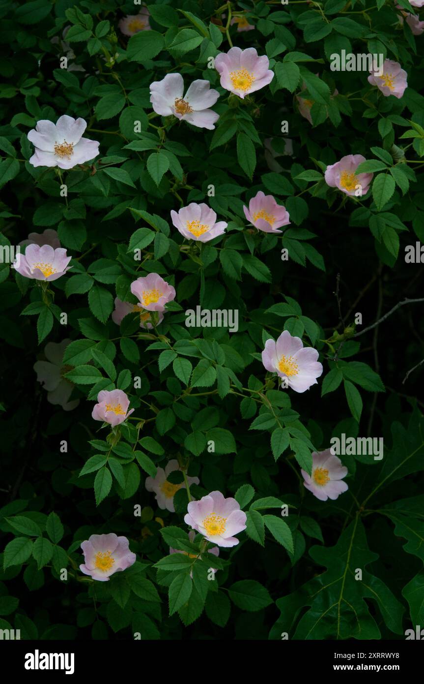 June rose flower hi-res stock photography and images - Alamy