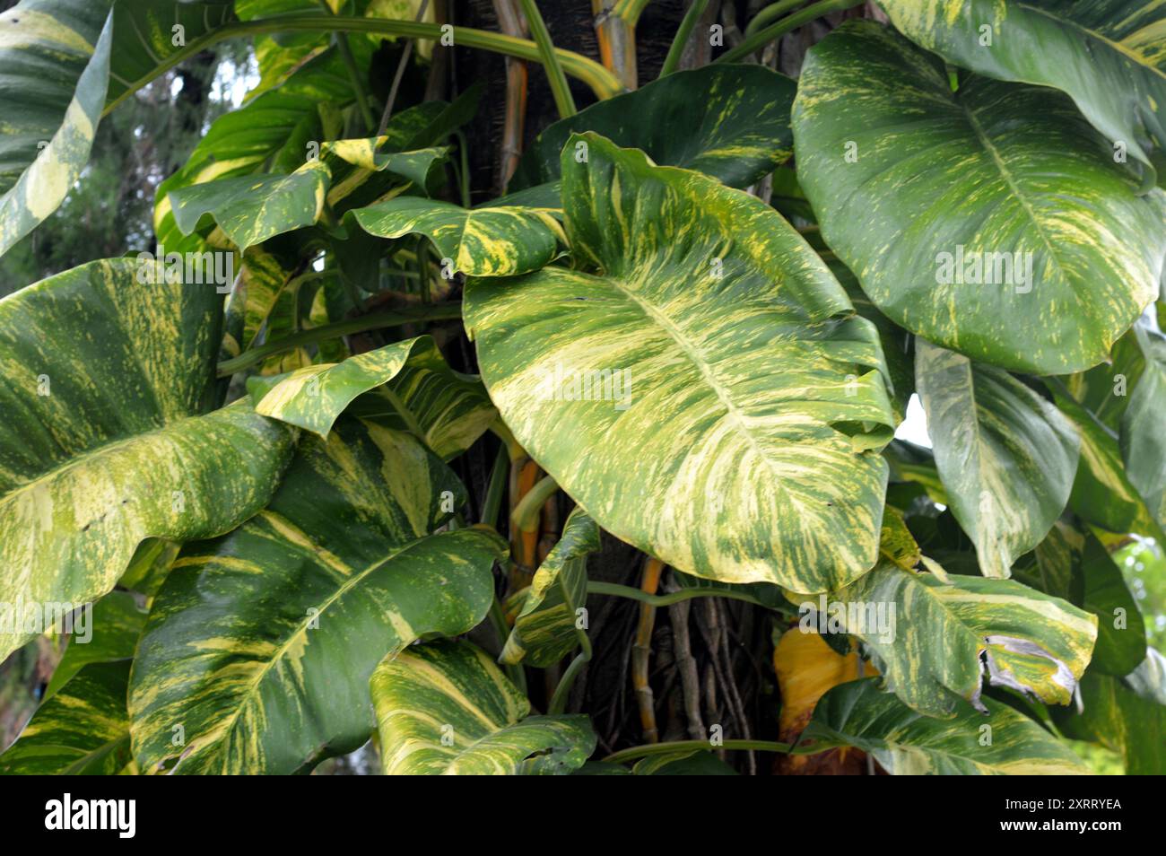 Monstera Marmorata thrives as a parasite on tree trunks Stock Photo - Alamy