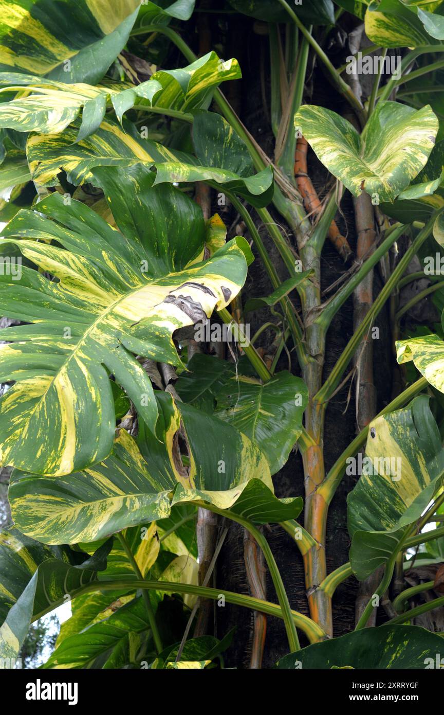 philodendron green congo variegated Philodendron 'Green Congo Nuclear’ variegated *Grower's choice* Starter main image 1