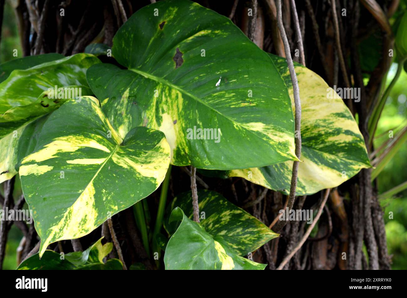 monstera blatt ableger Monstera Adansonii | Monstera Ableger main image 1