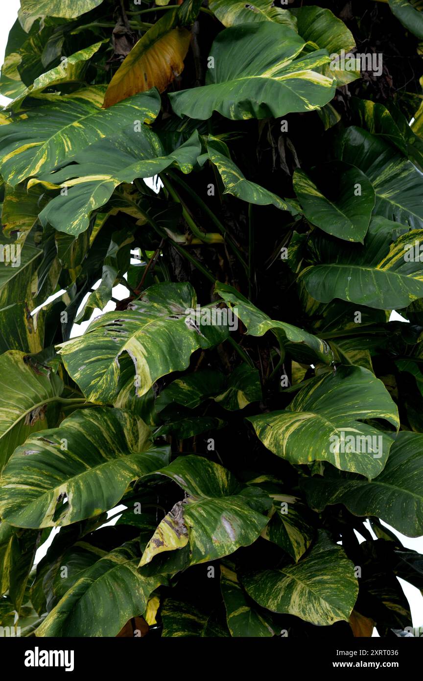 Monstera Marmorata thrives as a parasite on tree trunks Stock Photo - Alamy