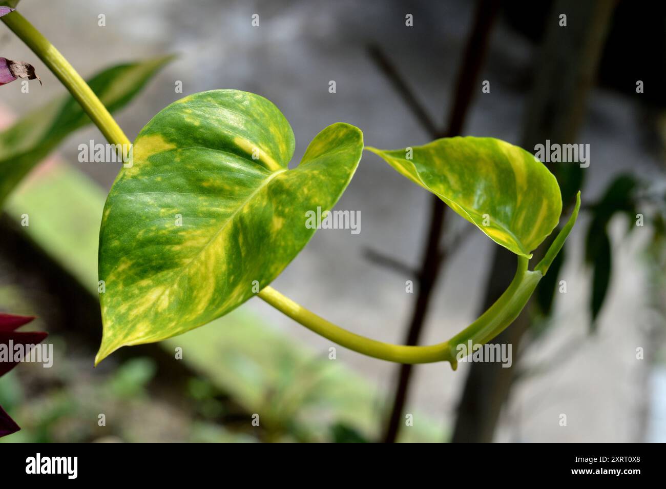 Monstera Marmorata thrives as a parasite on tree trunks Stock Photo - Alamy