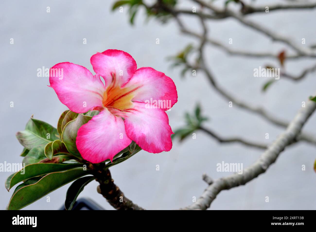 Adenium is a genus of flowering plants in the Apocynaceae family, which is  native to Africa and the Arabian Peninsula Stock Photo - Alamy