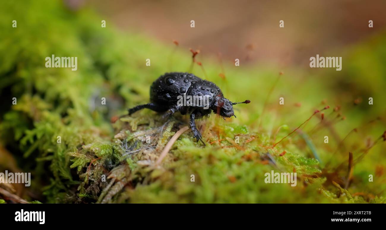 Anoplotrupes stercorosus, the dor beetle, is a species of earth-boring ...
