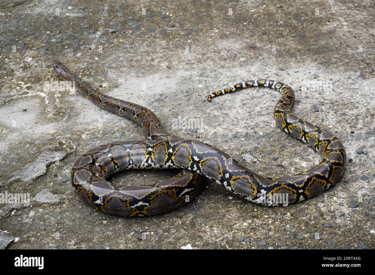 a long python lying on the floor Stock Photo - Alamy