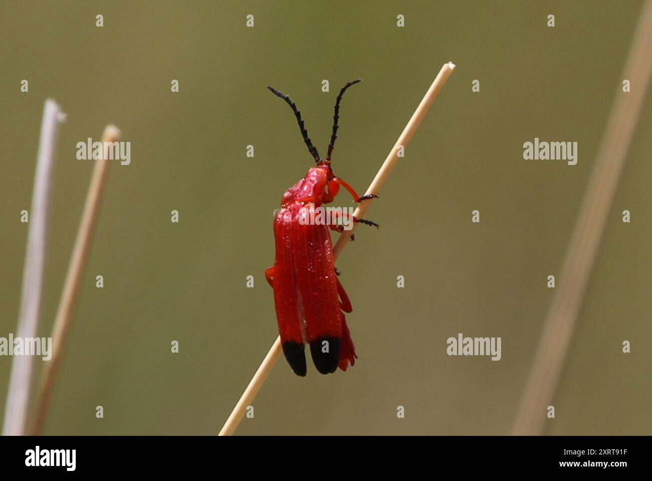 Lycus sanguineus hi-res stock photography and images - Alamy