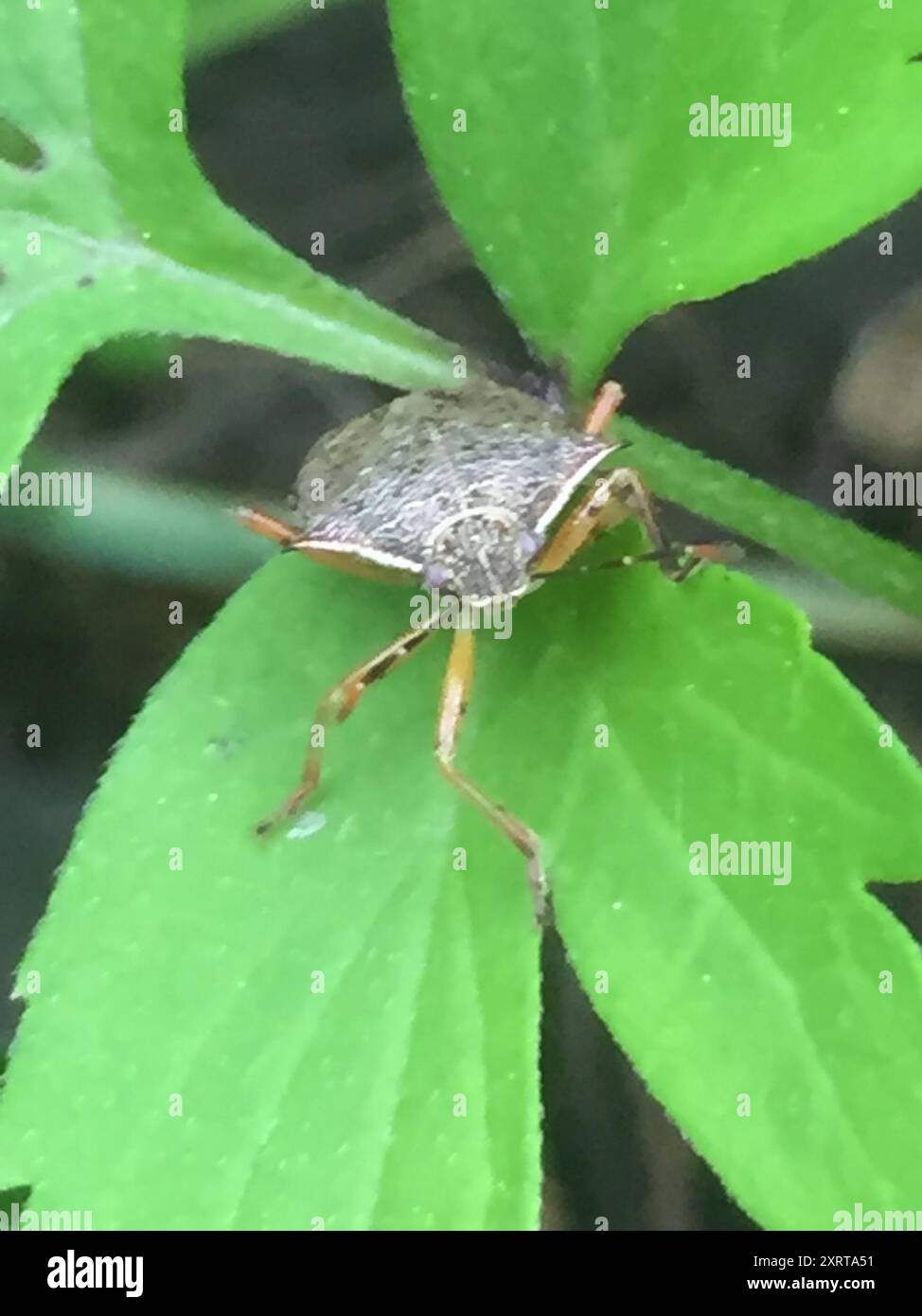 Podisis Insect Podisus maculiventris hi-res stock photography and images - Alamy