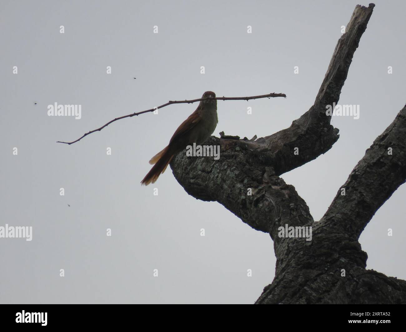 Greater Thornbird (Phacellodomus ruber) Aves Stock Photo Alamy