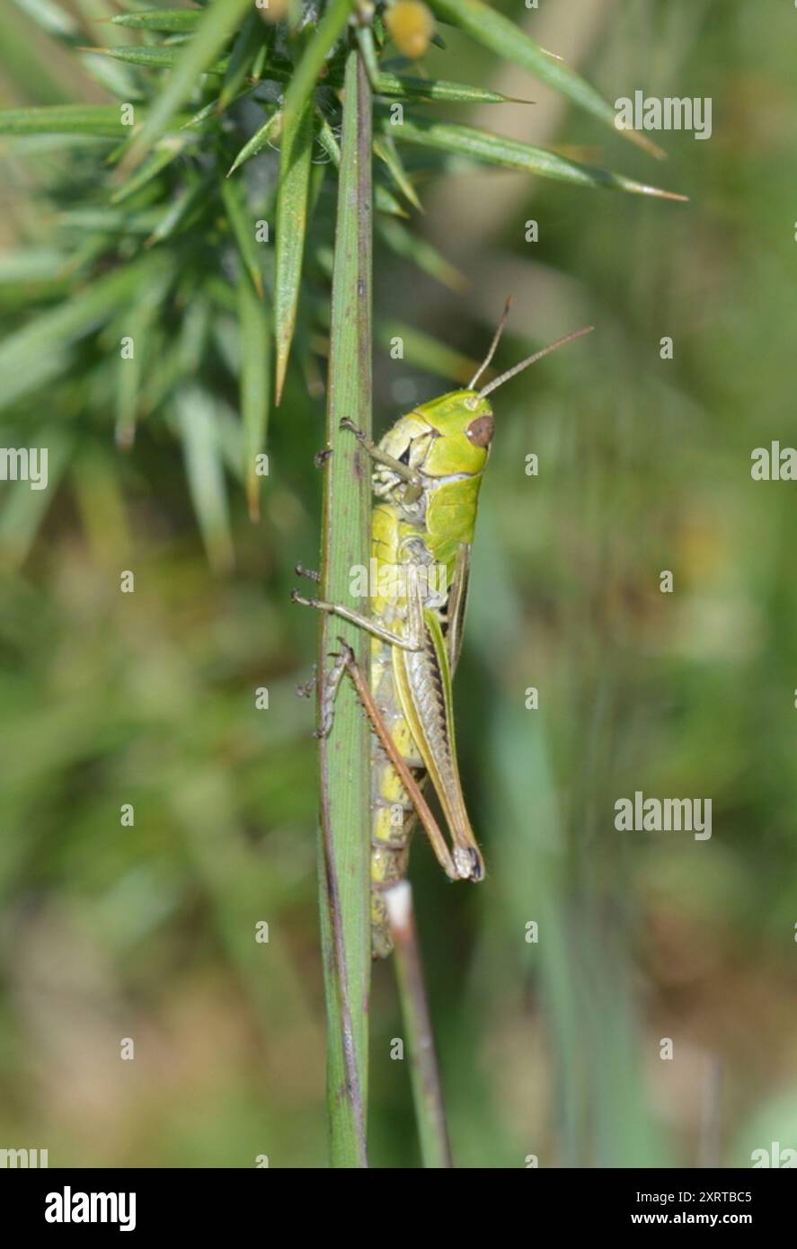 Meadow Grasshopper (Pseudochorthippus parallelus) Insecta Stock Photo ...