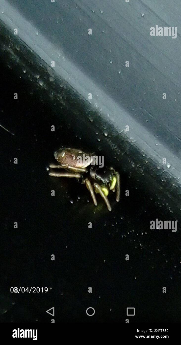 Sun Jumping Spiders (Heliophanus) Arachnida Stock Photo - Alamy