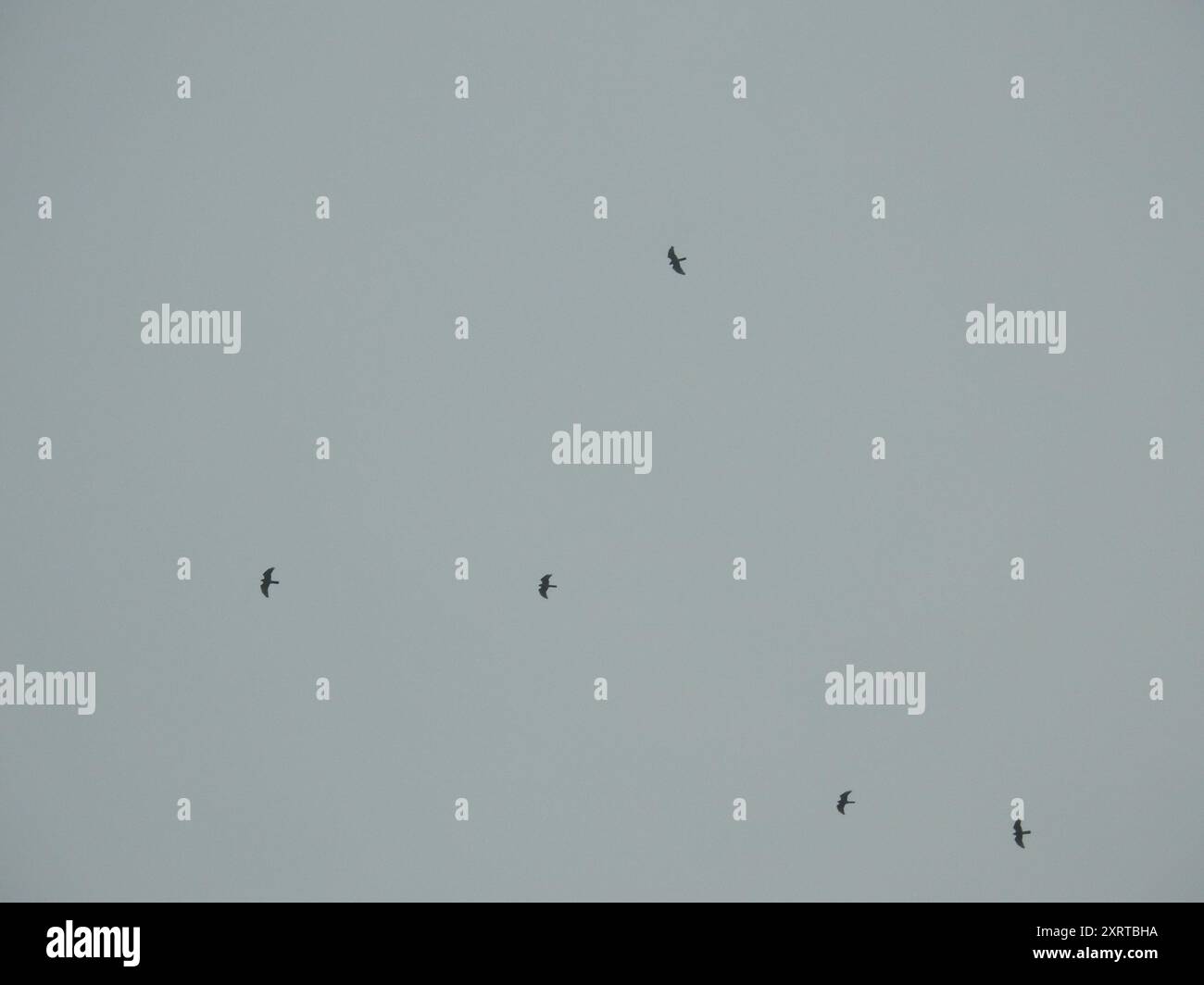 Gray-faced Buzzard (Butastur indicus) Aves Stock Photo - Alamy