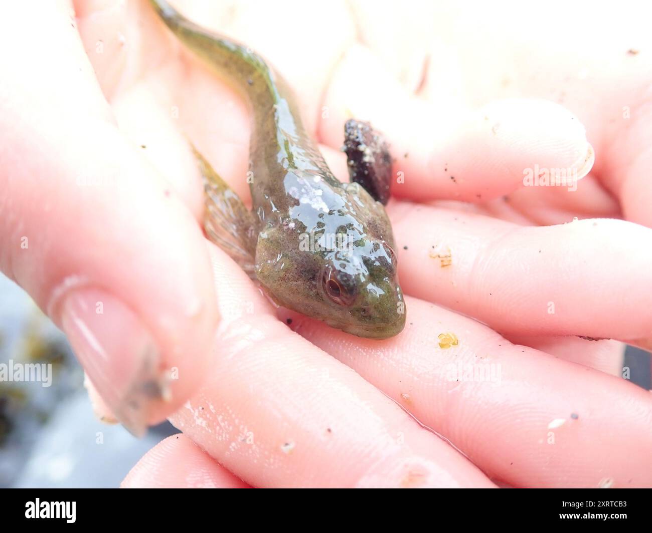 Sculpins and Allies (Cottoidei) Actinopterygii Stock Photo Alamy