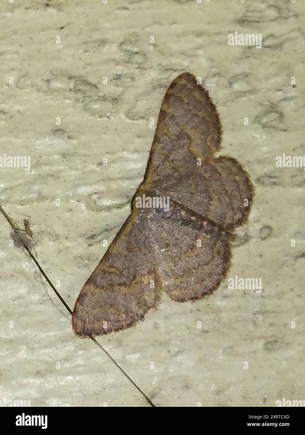 Pannaria Wave (Leptostales pannaria) Insecta Stock Photo - Alamy