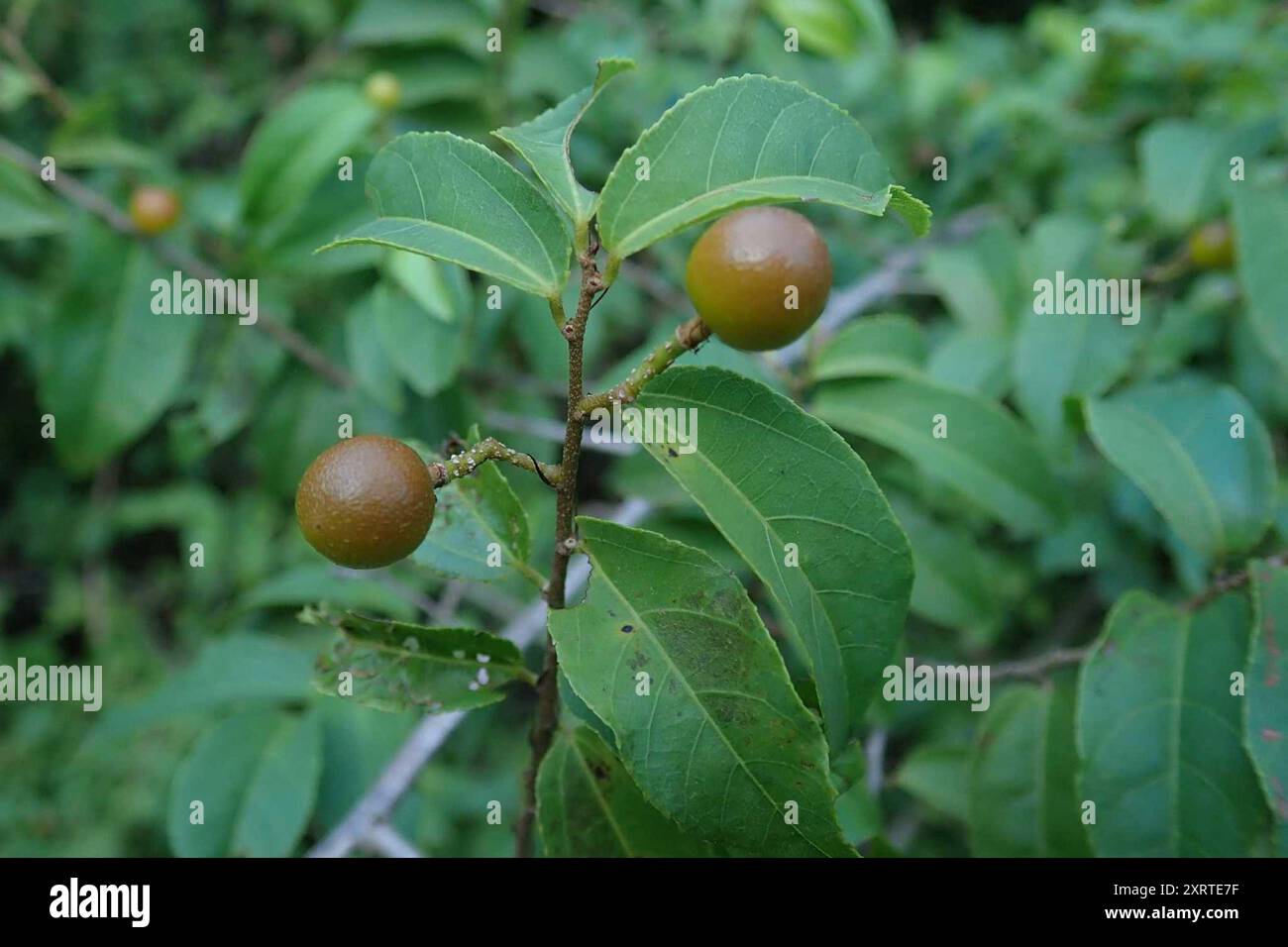 Climbing Raisin (Grewia caffra) Plantae Stock Photo - Alamy