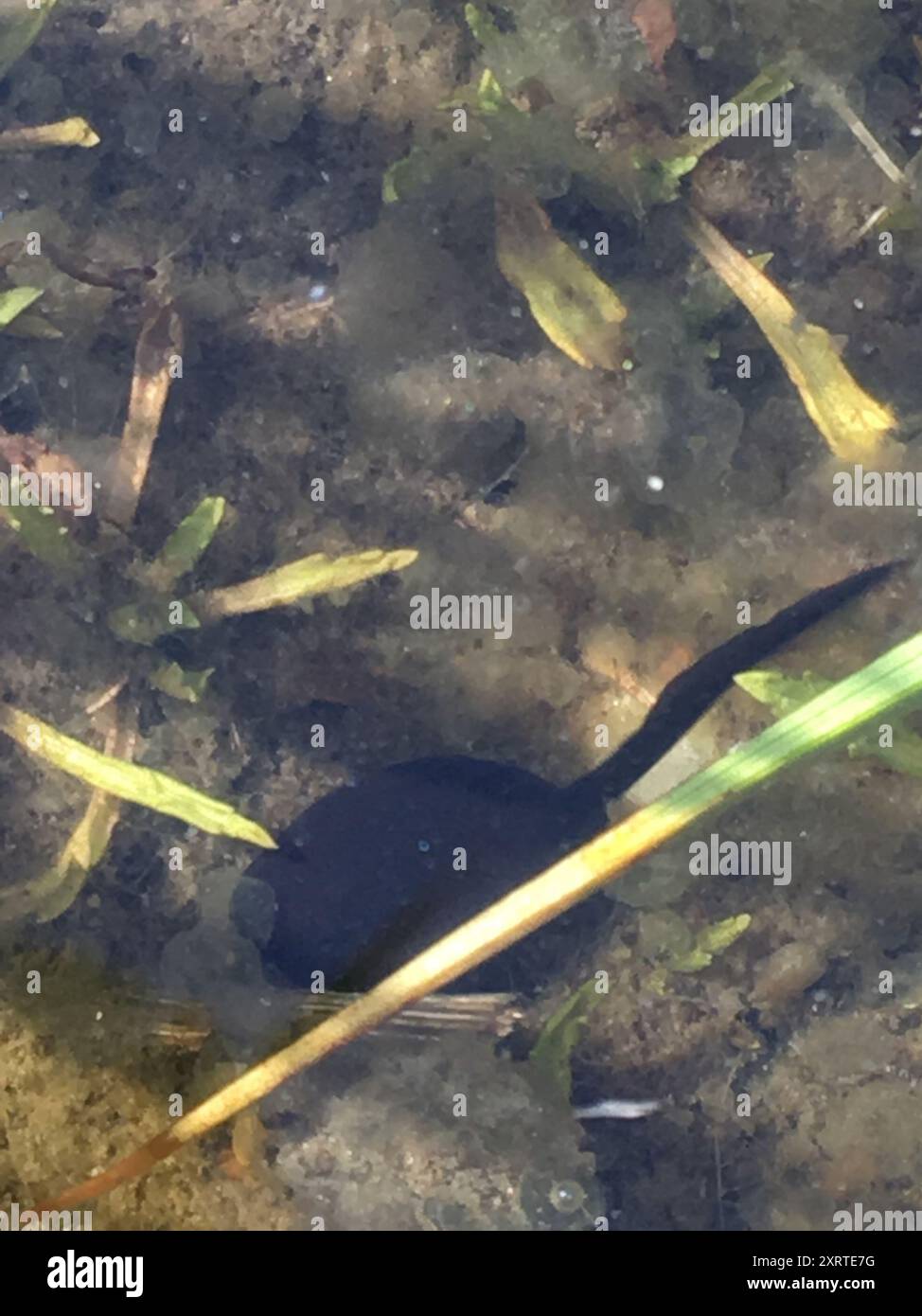 Frogs and Toads (Anura) Amphibia Stock Photo - Alamy