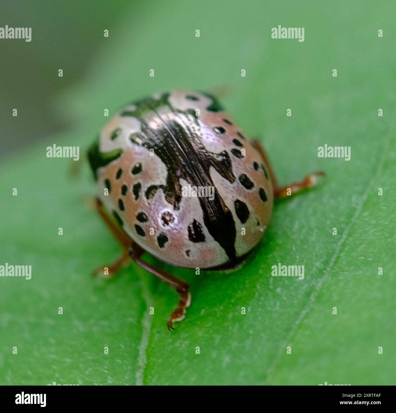 Calligrapher Beetles (Calligrapha) Insecta Stock Photo - Alamy
