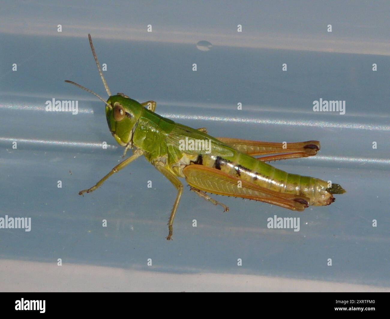 Meadow Grasshopper (Pseudochorthippus parallelus) Insecta Stock Photo ...