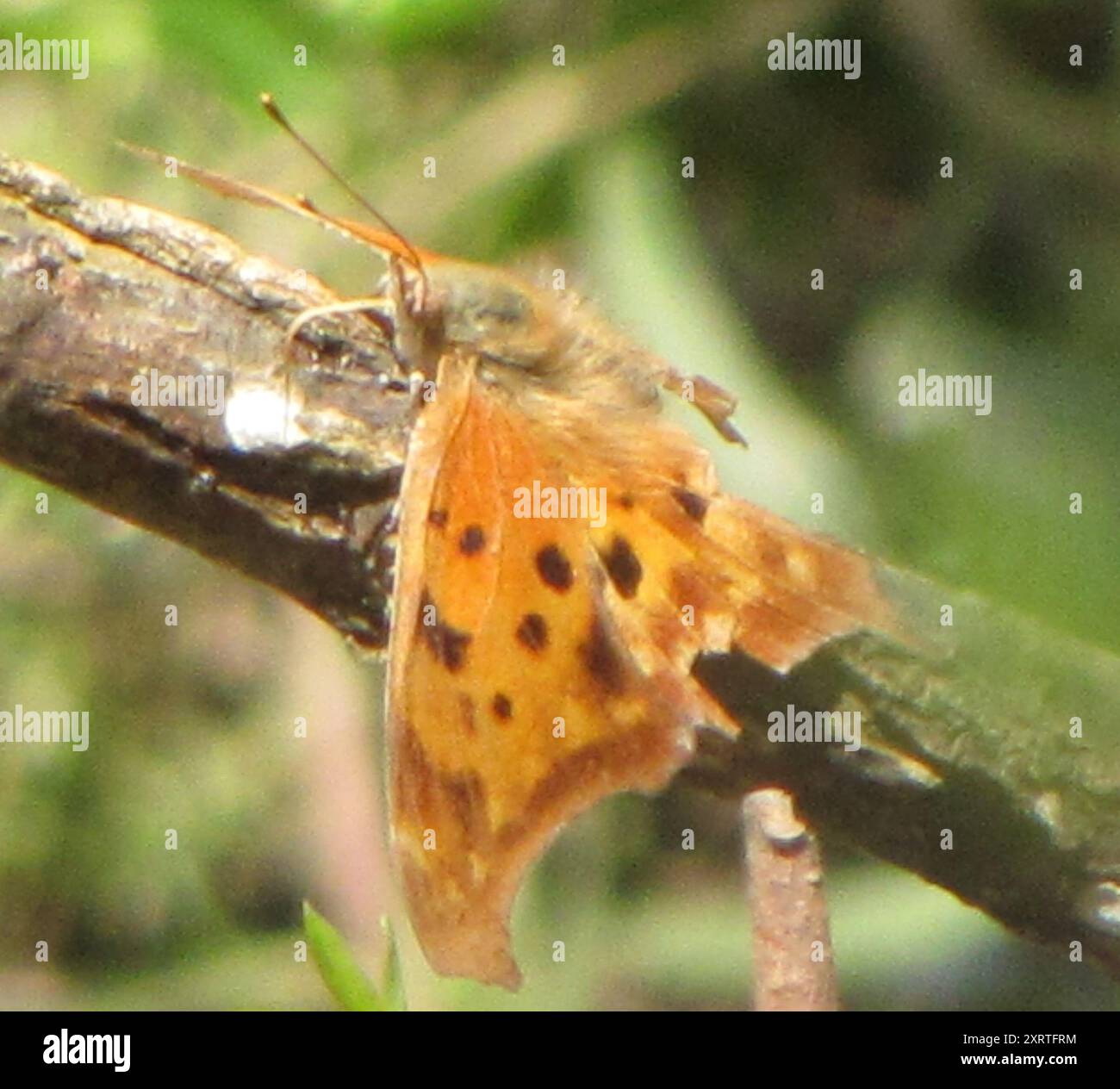 Questioning Insects Question Mark (Polygonia interrogationis) Insecta Stock Photo - Alamy