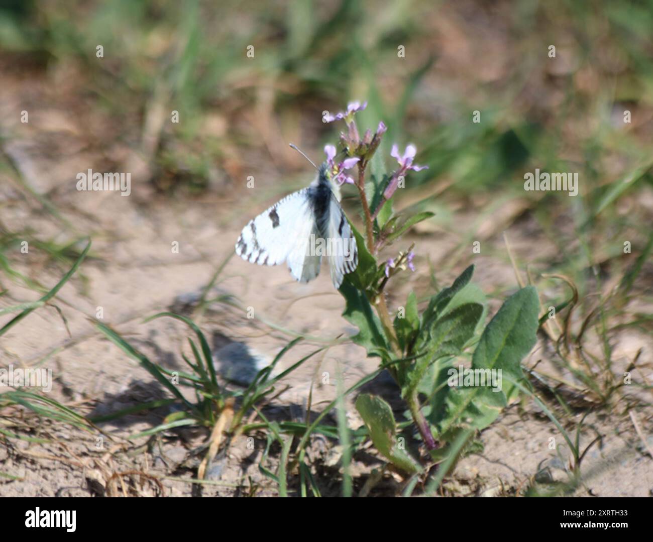 Desert Marble (Euchloe lotta) Insecta Stock Photo - Alamy