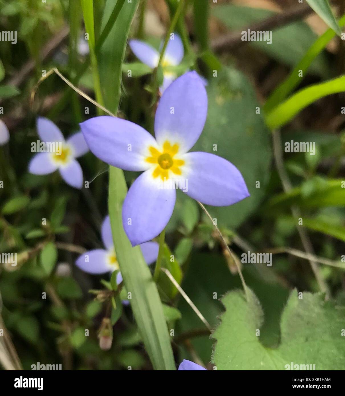 azure bluet (Houstonia caerulea) Plantae Stock Photo - Alamy