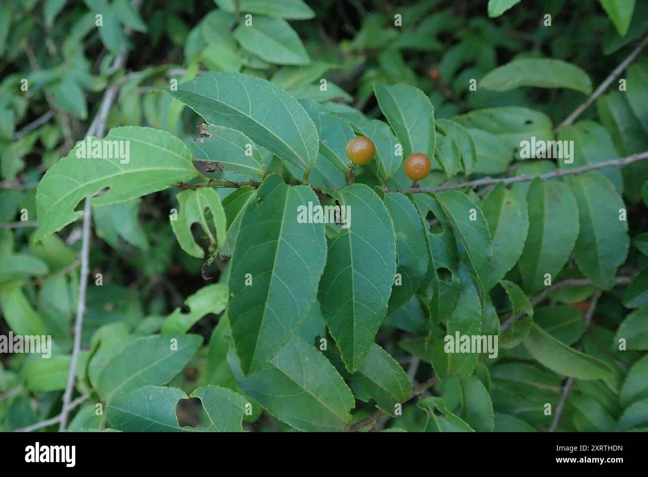 Climbing Raisin (Grewia caffra) Plantae Stock Photo - Alamy