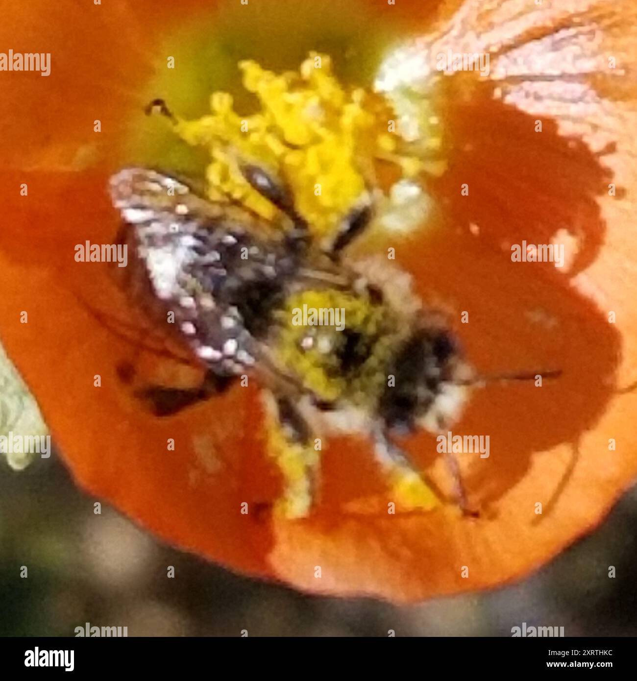 Globemallow chimney bees (Diadasia diminuta) Insecta Stock Photo - Alamy
