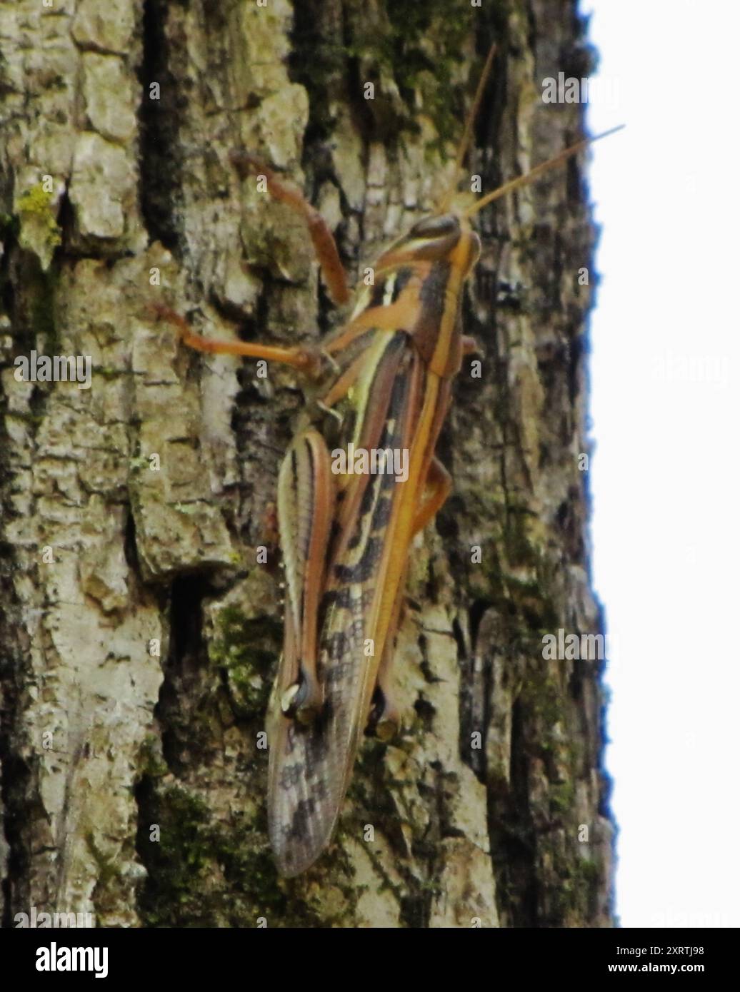 American Bird Grasshopper (Schistocerca americana) Insecta Stock Photo ...