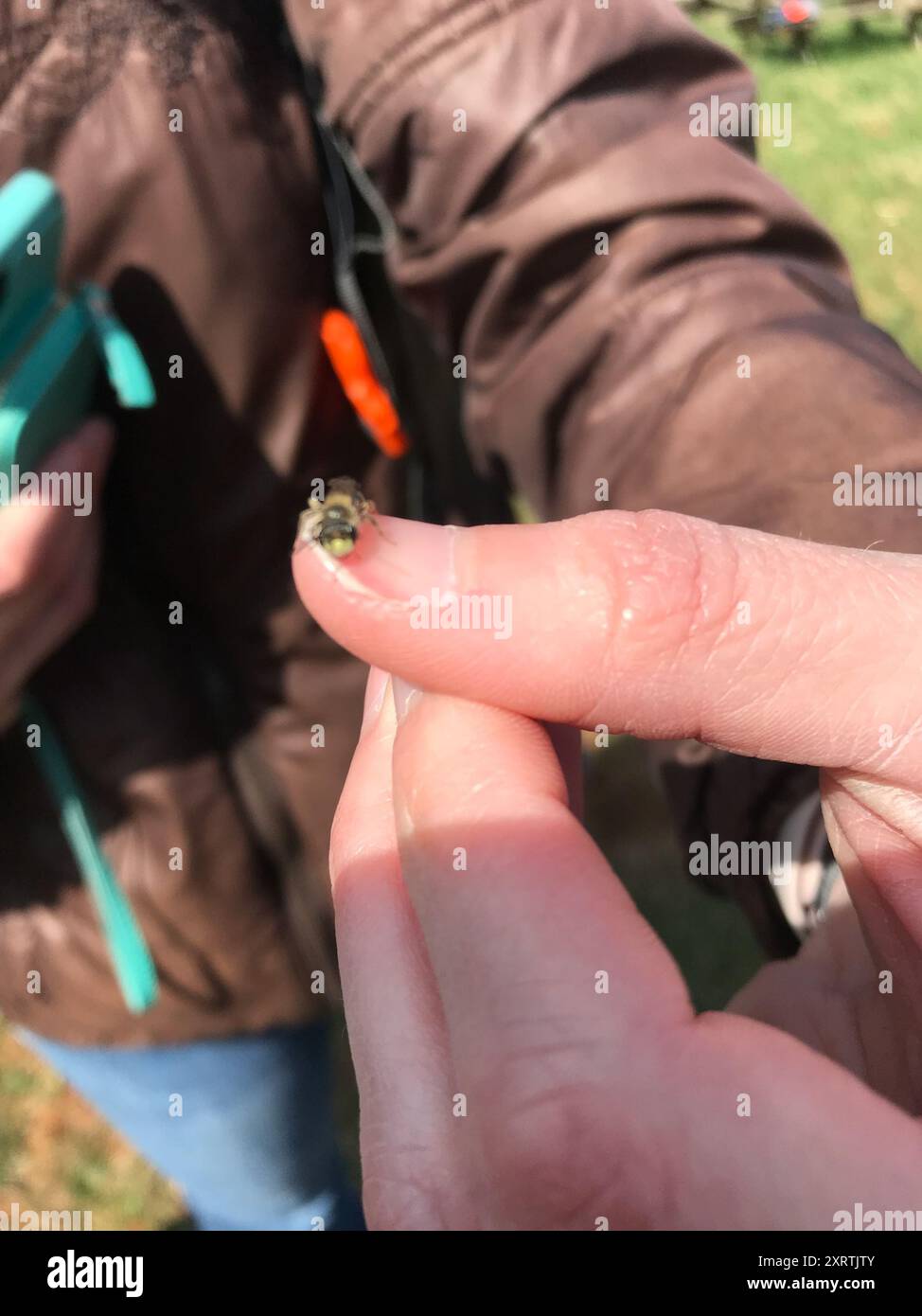 Mining Bees (Andrena) Insecta Stock Photo - Alamy