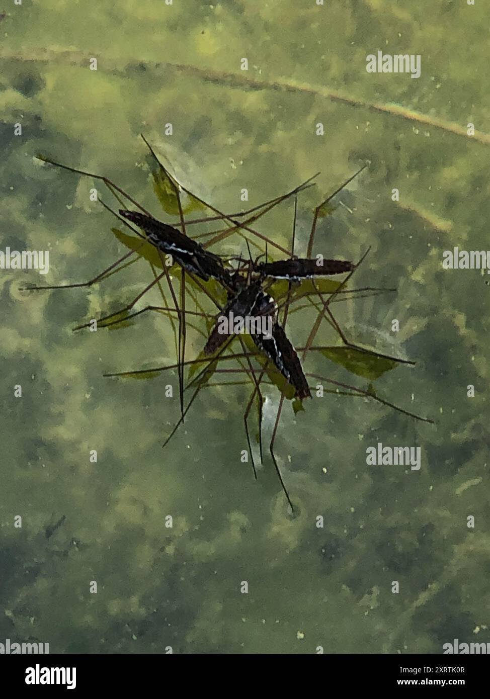 North American Common Water Strider (Aquarius remigis) Insecta Stock ...