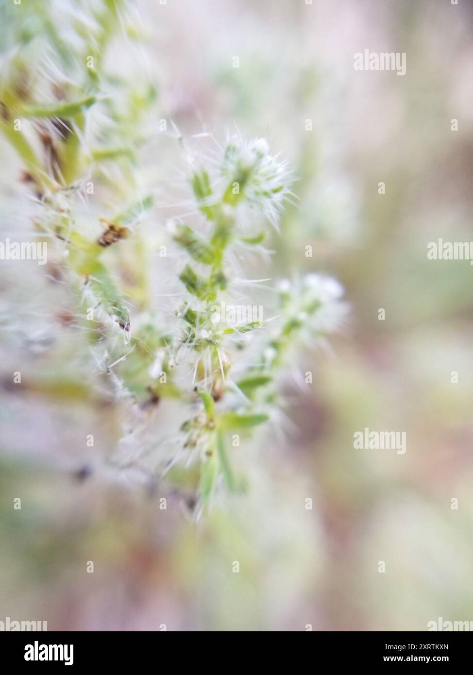 Guadalupe cryptantha (Cryptantha maritima) Plantae Stock Photo - Alamy