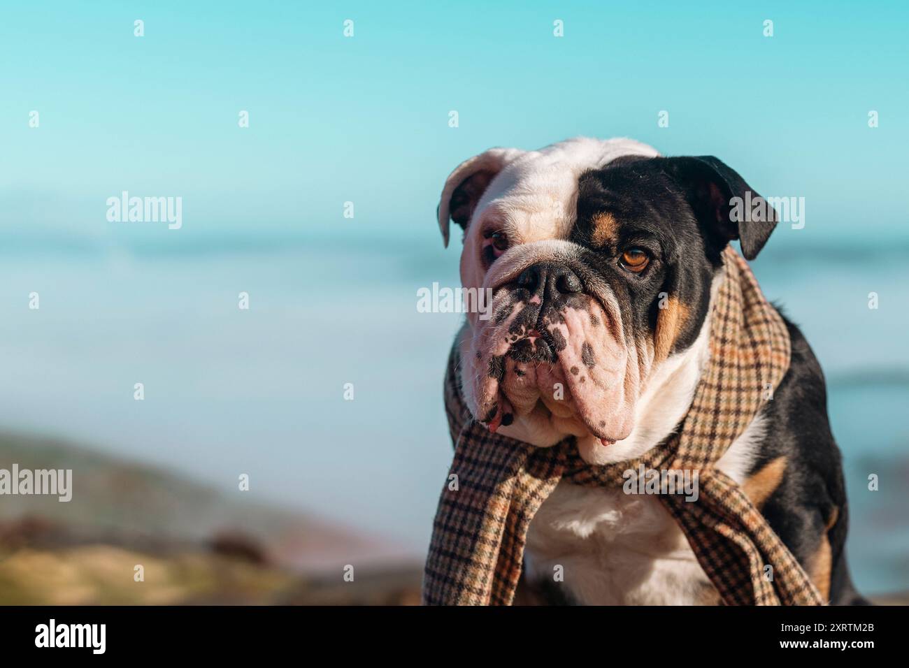 Black tri-color English British Bulldog Dog out for a walk in mountains ...