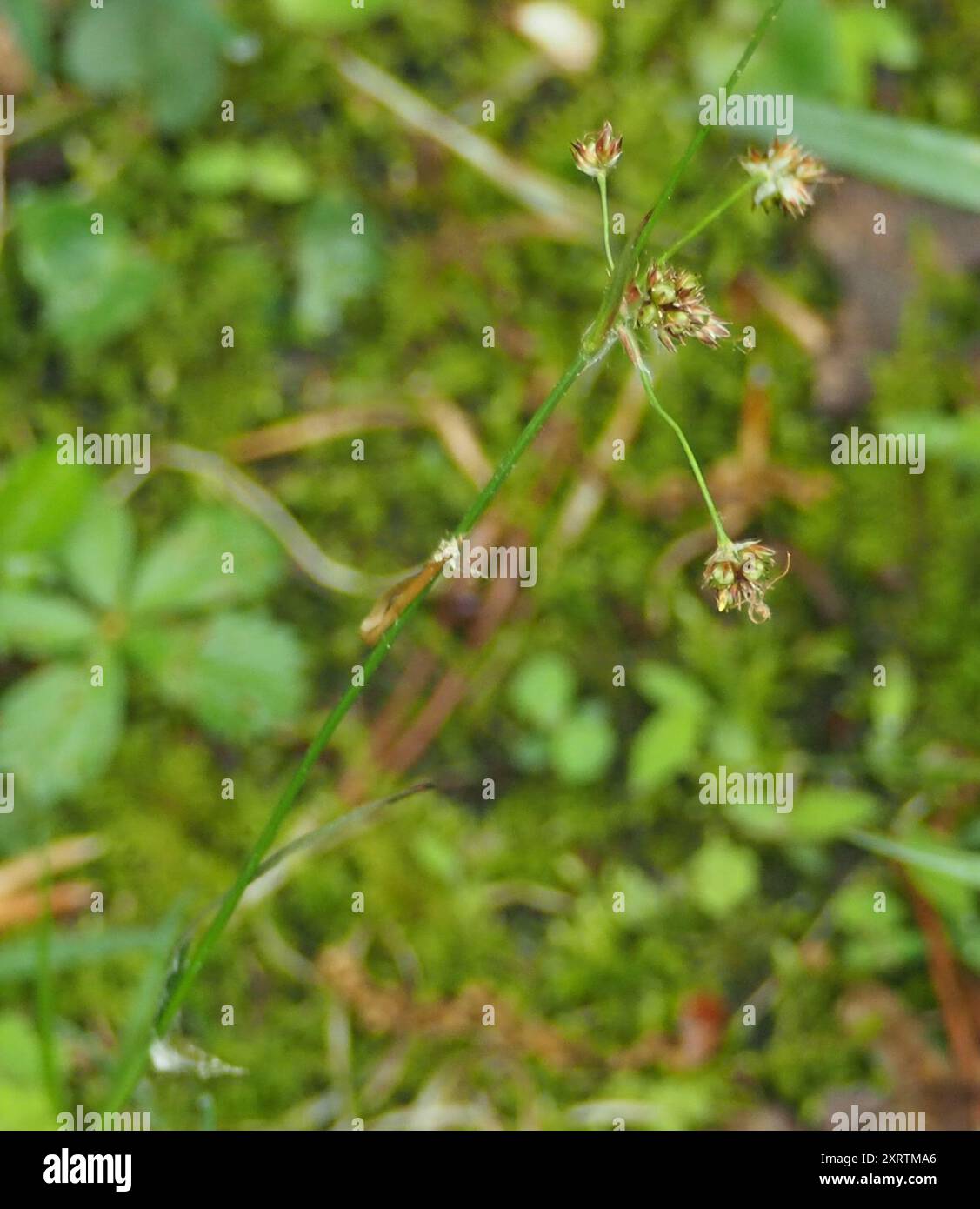 woodrushes (Luzula) Plantae Stock Photo - Alamy