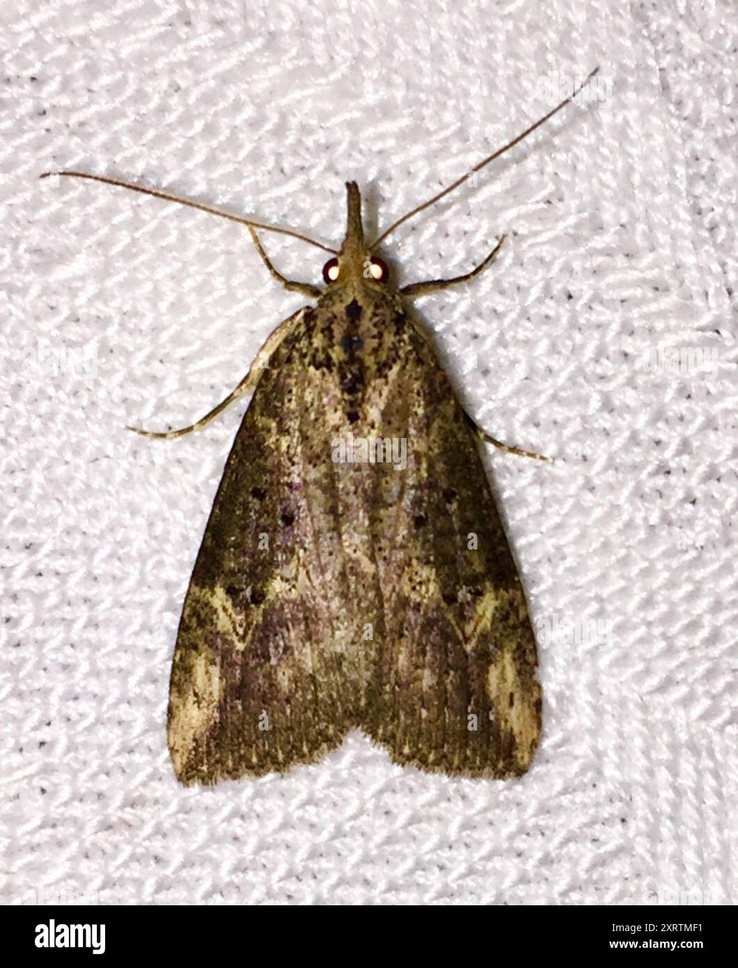 Hop Vine Snout (Hypena humuli) Insecta Stock Photo - Alamy