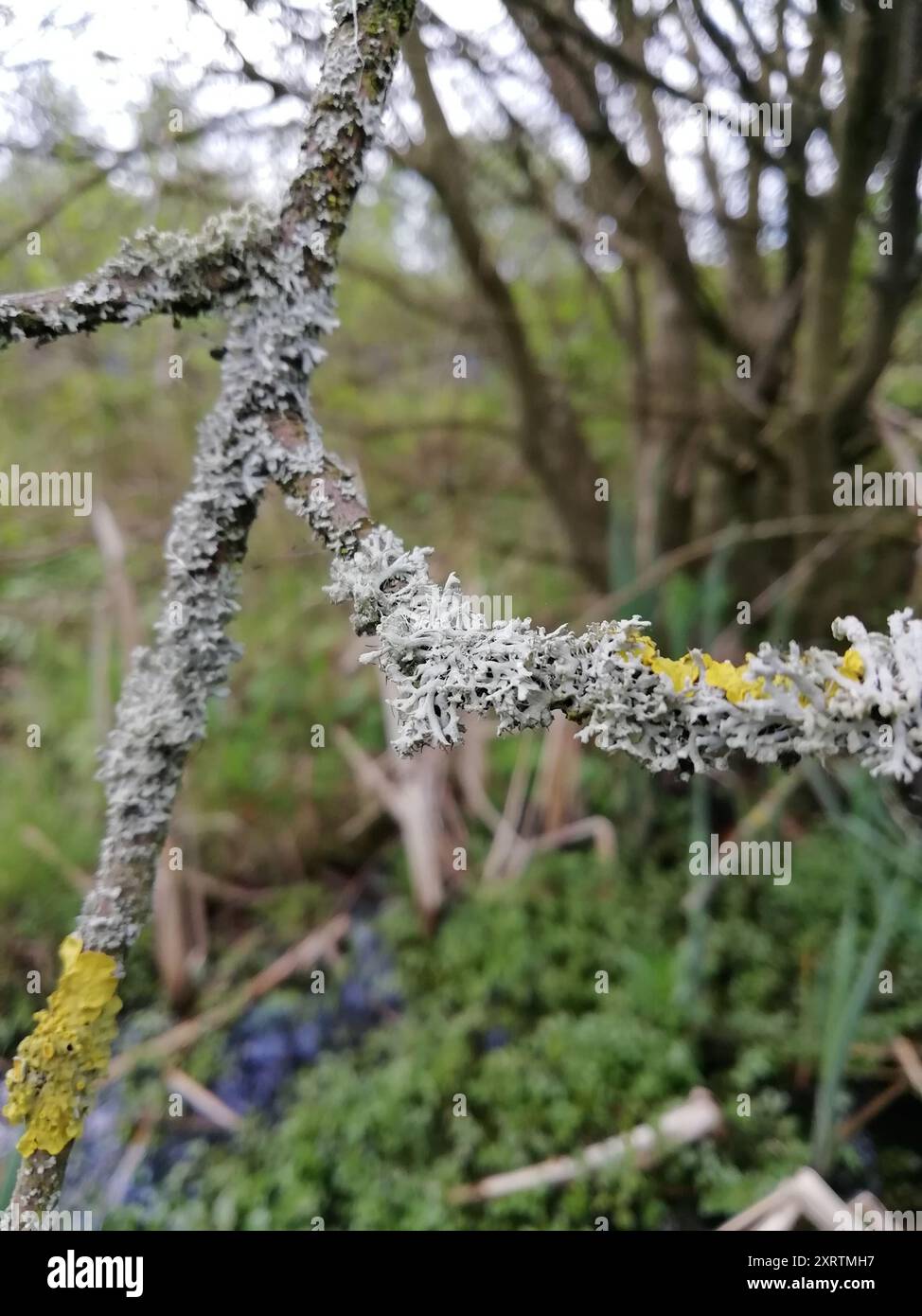 Hooded Rosette Lichen (Physcia adscendens) Fungi Stock Photo