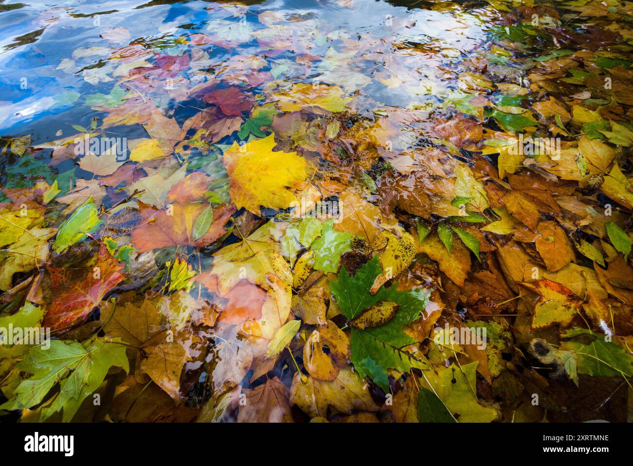 Autumn leaves floating on the surface of a lake Stock Photo - Alamy