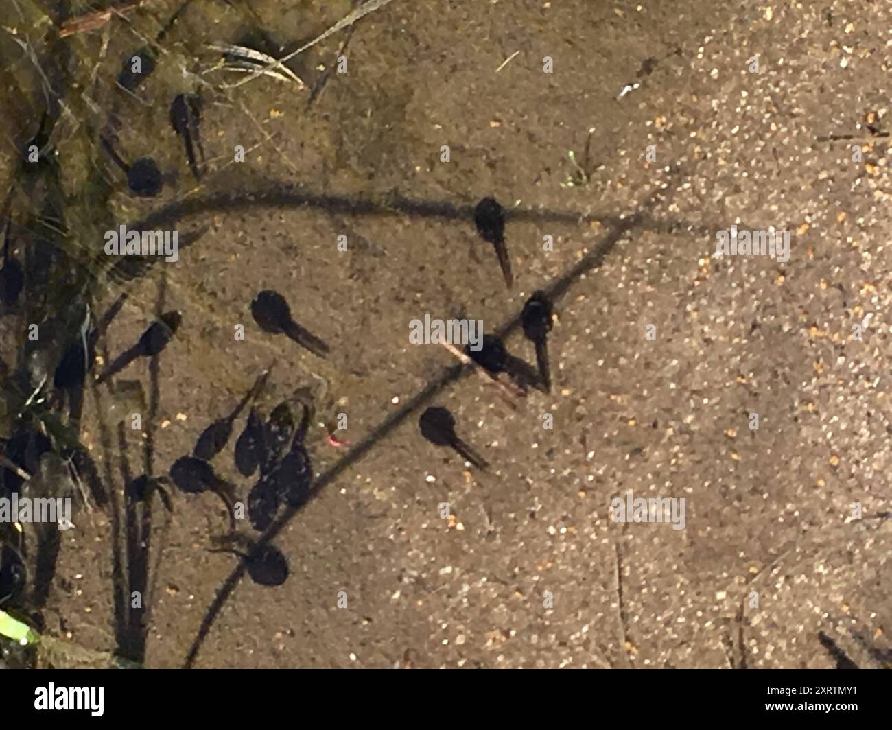 Frogs and Toads (Anura) Amphibia Stock Photo - Alamy