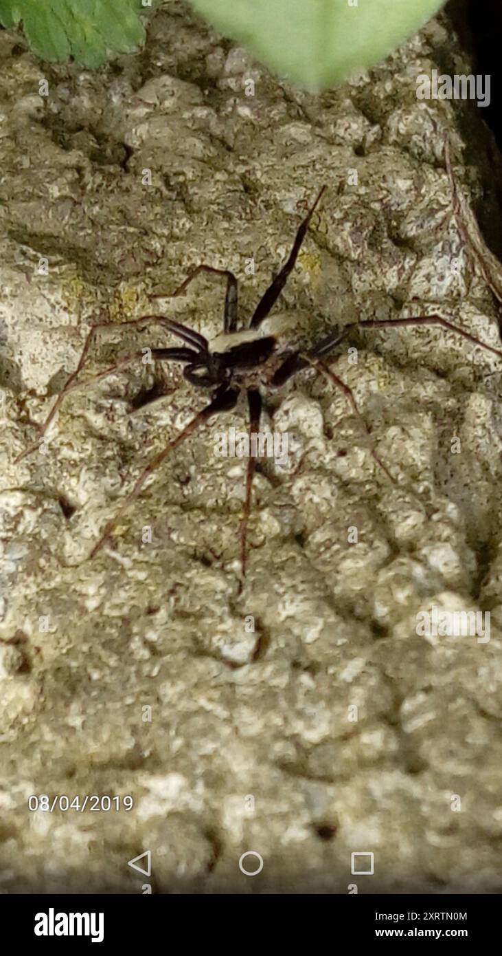 Common Forest Wolf Spider Complex (Pardosa lugubris) Arachnida Stock