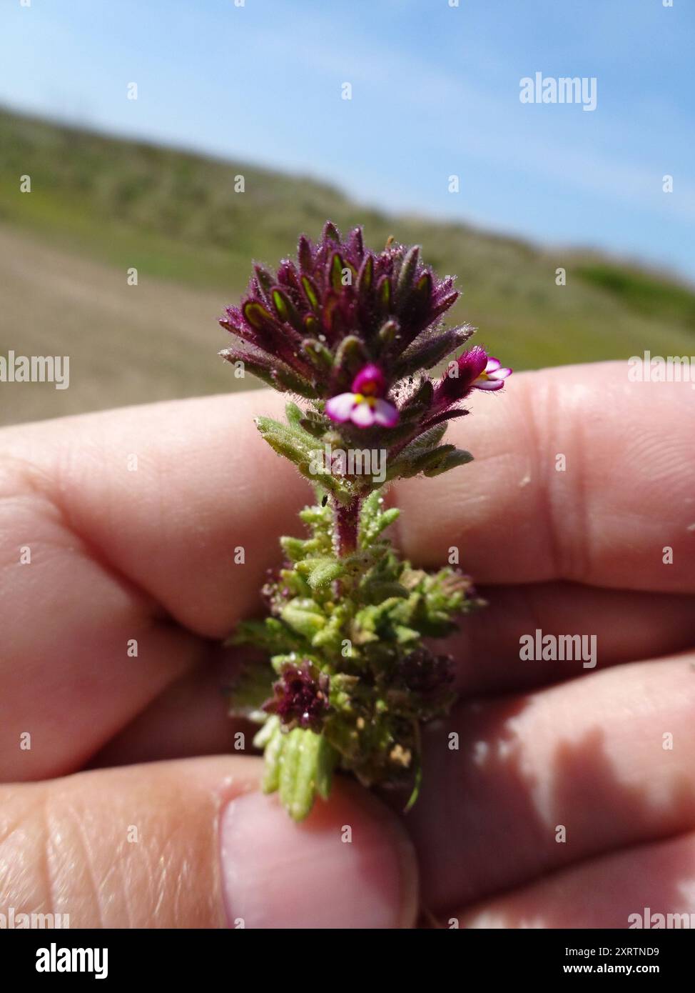 Broadleaf Glandweed (Parentucellia latifolia) Plantae Stock Photo - Alamy