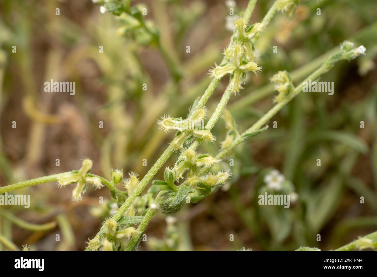 sleeping combseed (Pectocarya penicillata) Plantae Stock Photo - Alamy