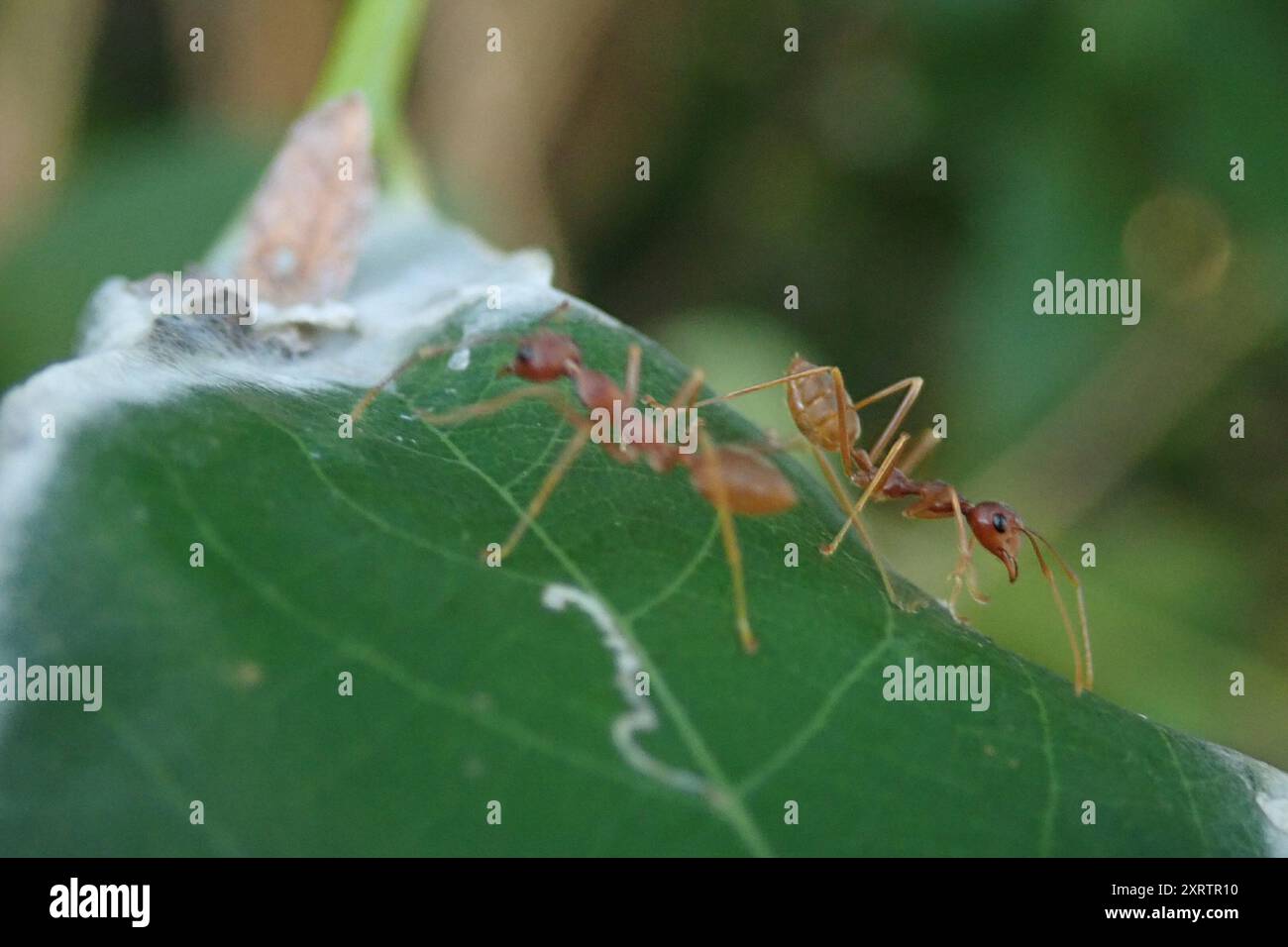 African Weaver Ant (Oecophylla longinoda) Insecta Stock Photo - Alamy