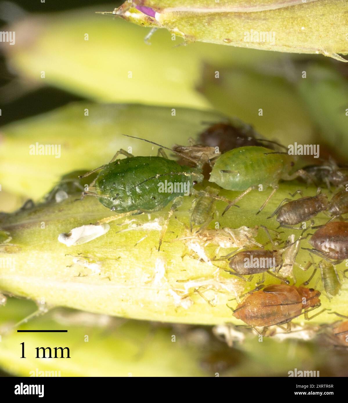 Myzus persicae aphid hi-res stock photography and images - Alamy